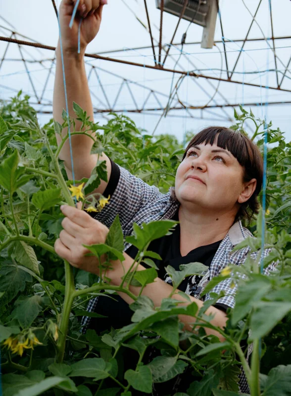 Жизнь казачья: собрали первый урожай кривянских помидоров для ВкусВилла