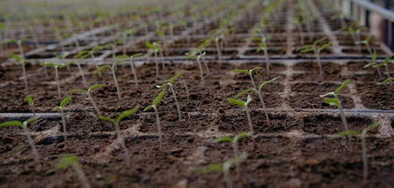 Жизнь казачья: собрали первый урожай кривянских помидоров для ВкусВилла