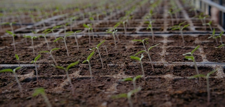 Жизнь казачья: собрали первый урожай кривянских помидоров для&nbsp;ВкусВилла