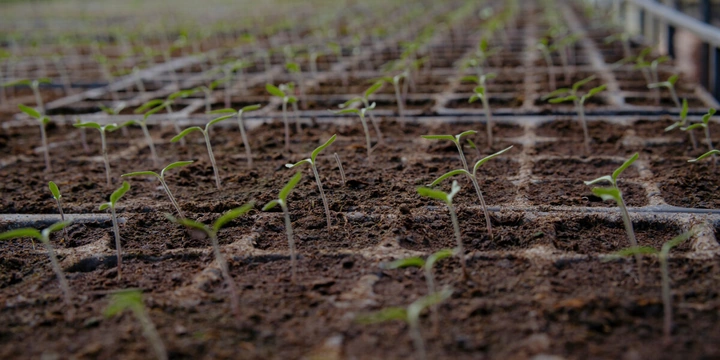 Жизнь казачья: собрали первый урожай кривянских помидоров для&nbsp;ВкусВилла