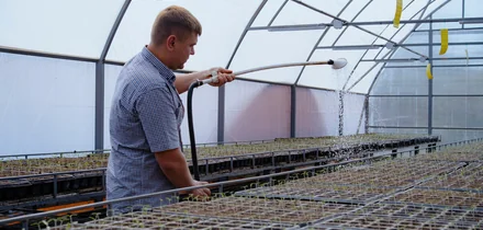 Жизнь казачья: собрали первый урожай кривянских помидоров для ВкусВилла