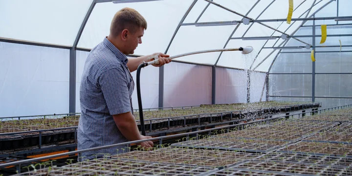 Жизнь казачья: собрали первый урожай кривянских помидоров для ВкусВилла