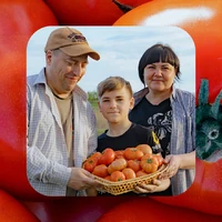 Жизнь казачья: собрали первый урожай кривянских помидоров для ВкусВилла