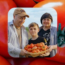 Жизнь казачья: собрали первый урожай кривянских помидоров для ВкусВилла