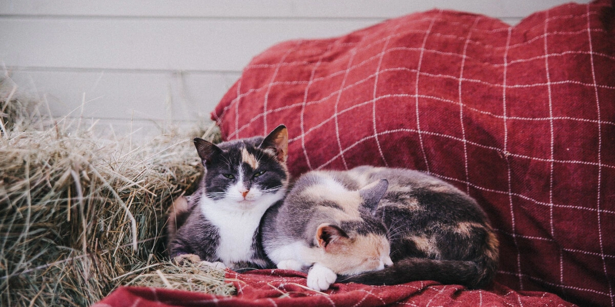 Места для перезагрузки: экотропы, глэмпинги, well-being-отели