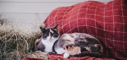 Места для перезагрузки: экотропы, глэмпинги, well-being-отели