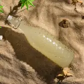 Пальмовое вино муми-папы