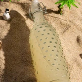 Пальмовое вино муми-папы