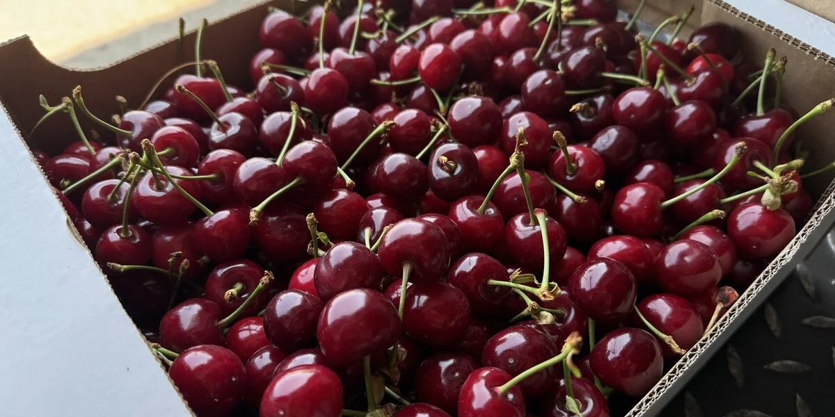 Пчёлы замёрзли и перестали трудиться: как изменение климата повлияло на урожай черешни