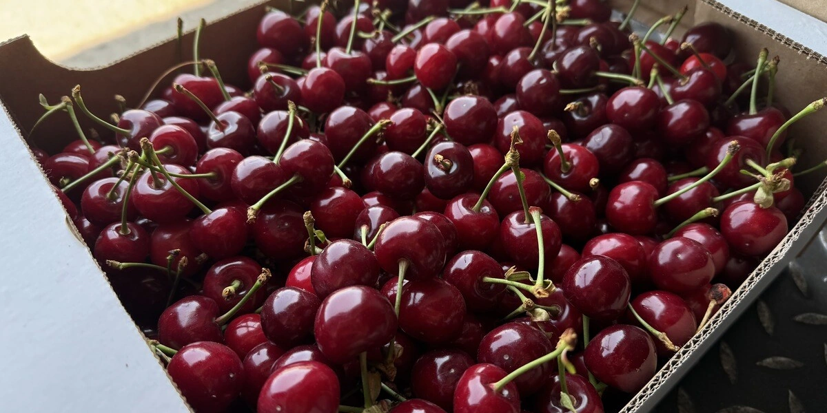 Пчёлы замёрзли и&nbsp;перестали трудиться: как изменение климата повлияло на&nbsp;урожай черешни