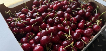 Пчёлы замёрзли и&nbsp;перестали трудиться: как изменение климата повлияло на&nbsp;урожай черешни