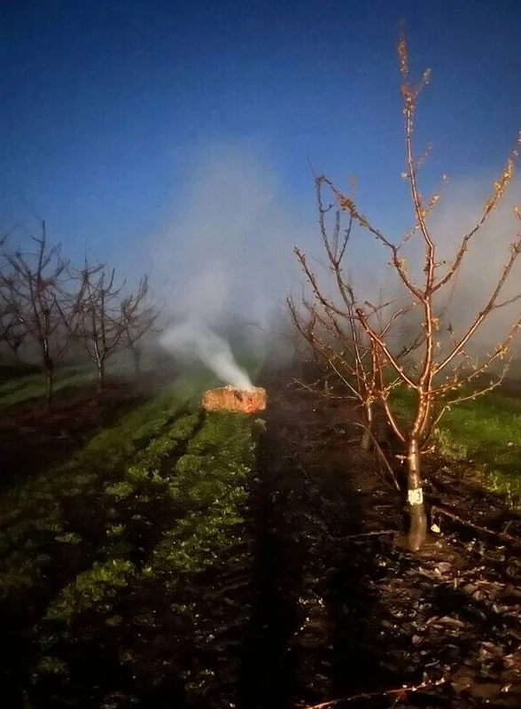Пчёлы замёрзли и перестали трудиться: как изменение климата повлияло на урожай черешни