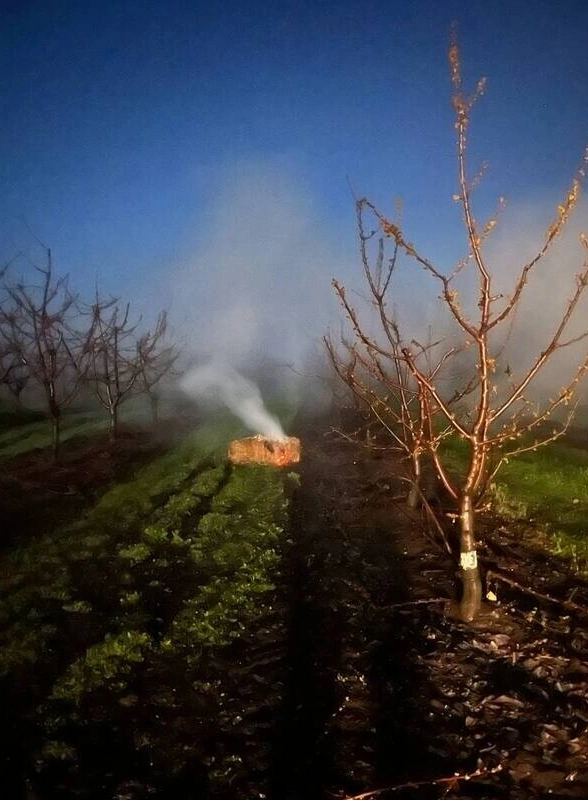 Пчёлы замёрзли и&nbsp;перестали трудиться: как изменение климата повлияло на&nbsp;урожай черешни