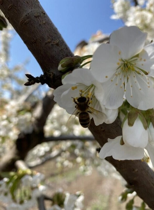 Пчёлы замёрзли и&nbsp;перестали трудиться: как изменение климата повлияло на&nbsp;урожай черешни