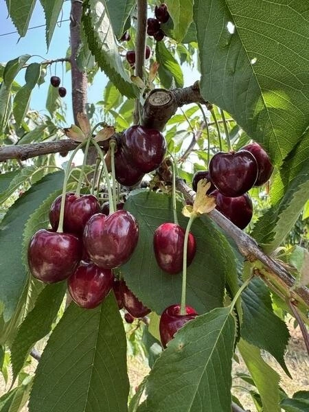 Пчёлы замёрзли и&nbsp;перестали трудиться: как изменение климата повлияло на&nbsp;урожай черешни