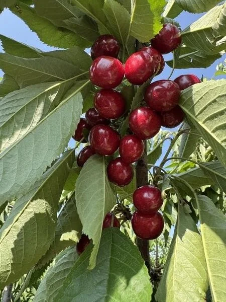 Пчёлы замёрзли и перестали трудиться: как изменение климата повлияло на урожай черешни