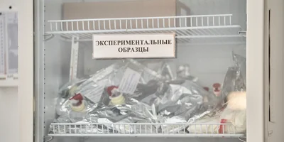 Берём верхнюю ноту: как правильно есть голубое мороженое «Кукис»