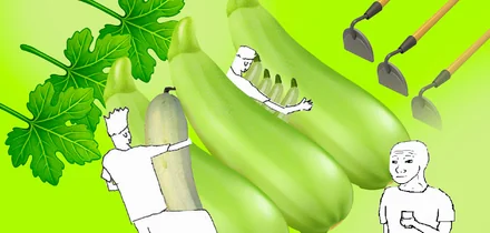 Тренд на кабачки: как овощ стал мемом и символом заботы