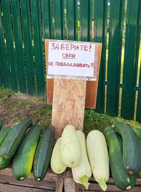 Тренд на кабачки: как овощ стал мемом и символом заботы