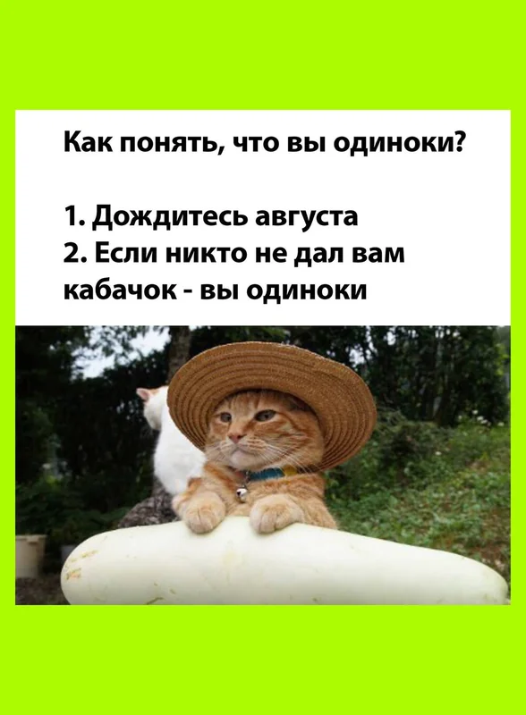 Тренд на кабачки: как овощ стал мемом и символом заботы