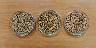 Не «просто добавь воды»: как делают безалкогольное пиво