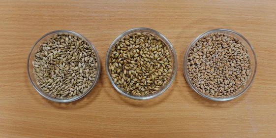 Не «просто добавь воды»: как делают безалкогольное пиво