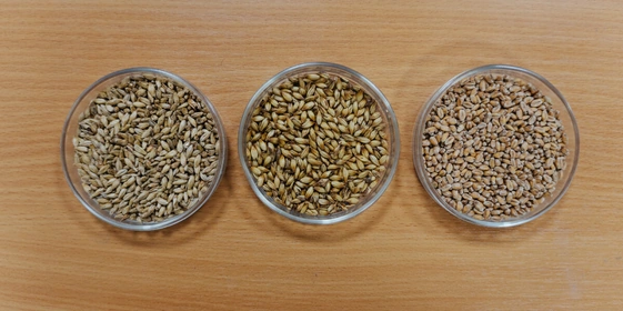 Не «просто добавь воды»: как делают безалкогольное пиво