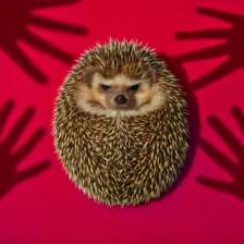 Не трогайте диких животных