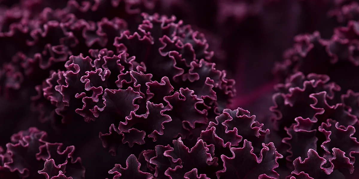 Капуста кейл: правда ли так полезна?