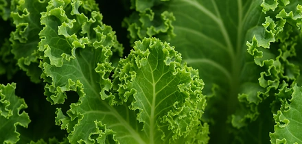 Капуста кейл: правда ли так полезна?