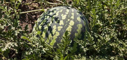 Как аномальная погода испортила арбузы