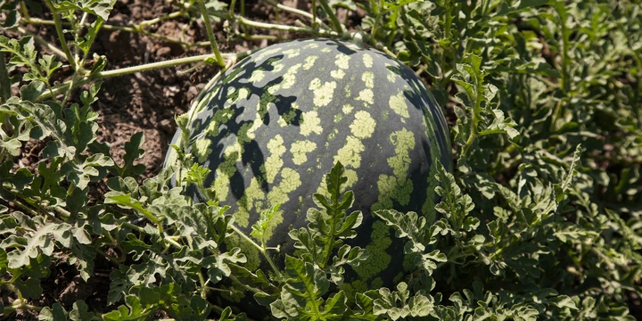 Как аномальная погода испортила арбузы