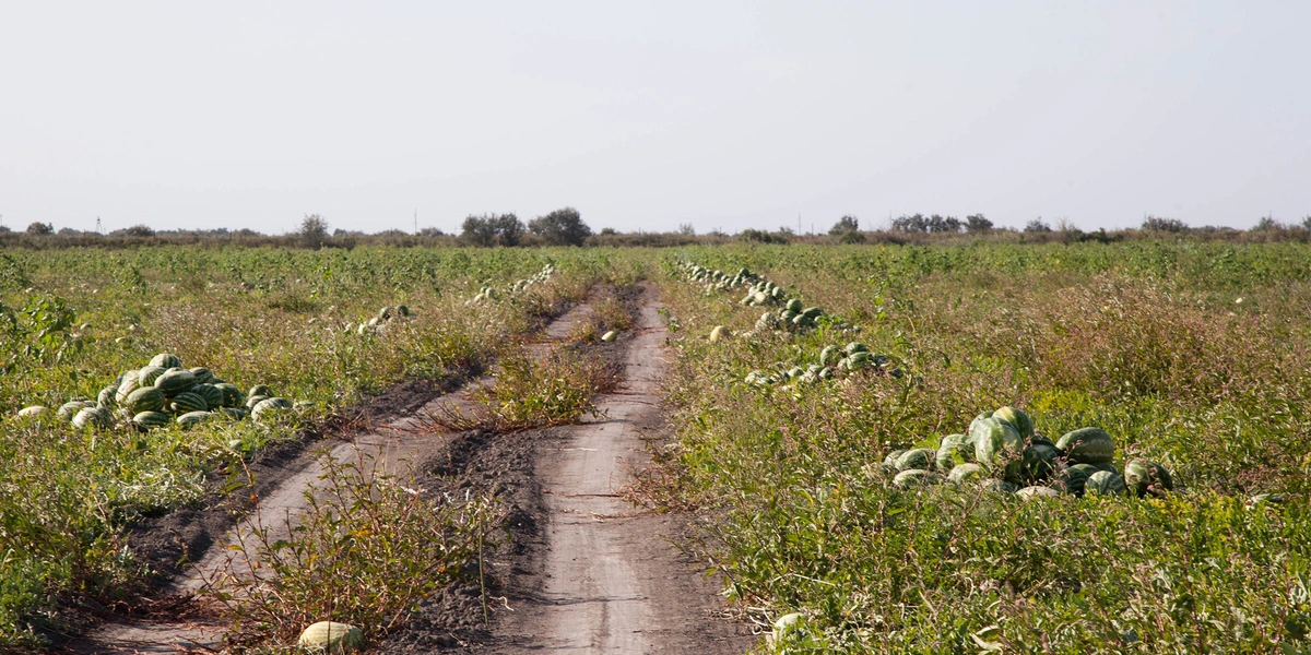 Как аномальная погода испортила арбузы