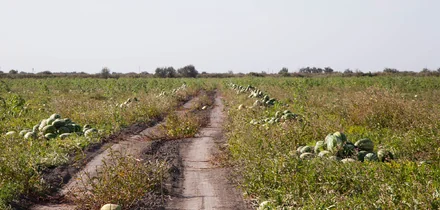 Как аномальная погода испортила арбузы