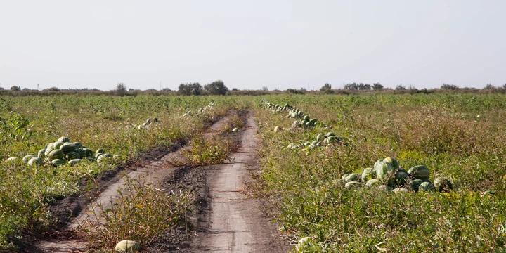 Как аномальная погода испортила арбузы