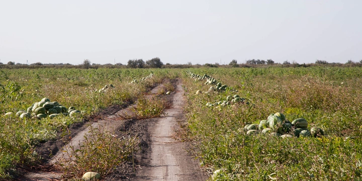 Как аномальная погода испортила арбузы