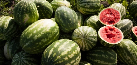 Как аномальная погода испортила арбузы