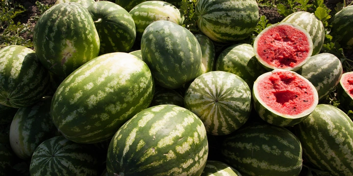 Как аномальная погода испортила арбузы