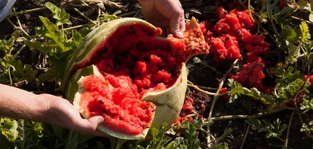 Как аномальная погода испортила арбузы