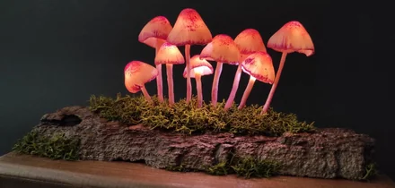 Эти грибы есть нельзя! Но можно носить, зажигать и любоваться — 10 необычных находок