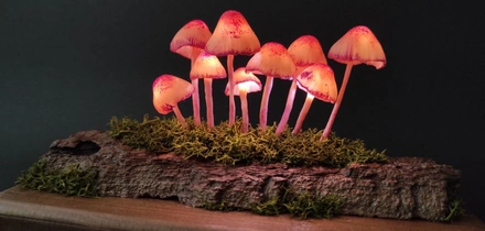 Эти грибы есть нельзя! Но можно носить, зажигать и любоваться — 10 необычных находок