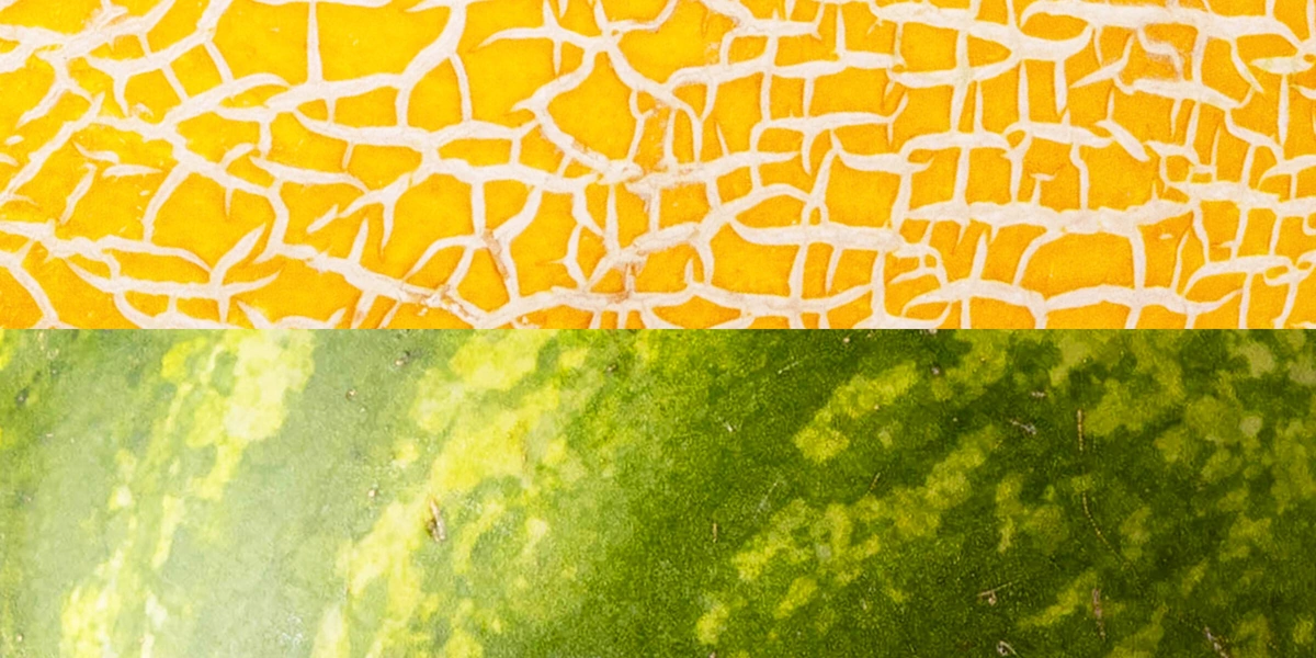 Как выбрать спелый и сладкий арбуз и дыню