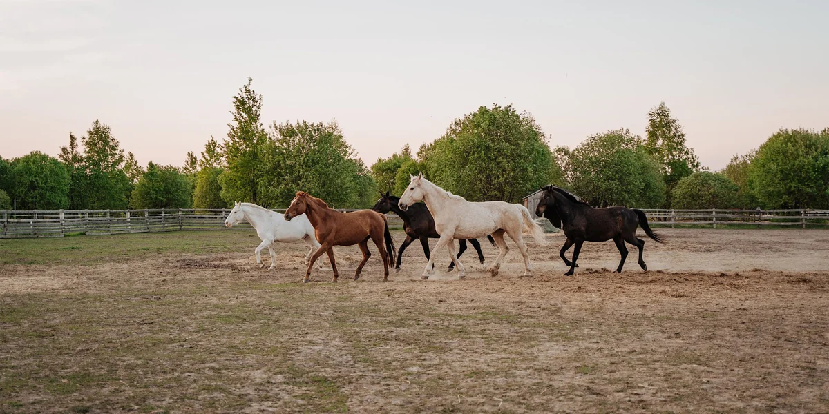 Алло, палатка? Вам доставка из ВкусВилла!