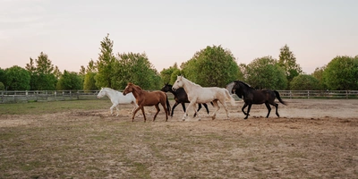 Алло, палатка? Вам доставка из ВкусВилла!