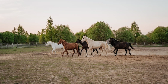 Алло, палатка? Вам доставка из ВкусВилла!