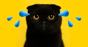 Как понять, что питомцу нужен ветеринар