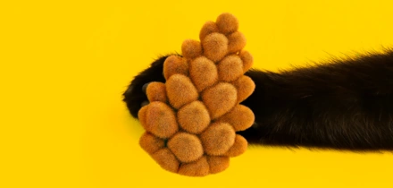 Как понять, что питомцу нужен ветеринар