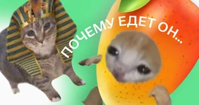 Почему едет он, а не я? Сезонный салат с манго направляется прямо к вам домой