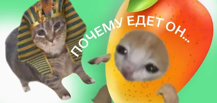 Почему едет он, а не я? Сезонный салат с манго направляется прямо к вам домой