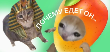 Почему едет он, а не я? Сезонный салат с&nbsp;манго направляется прямо к&nbsp;вам домой